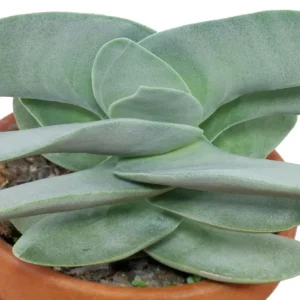 Propeller Plant Crassula falcata Live Succulent Plant - 2.5 inch Pot - Image 4