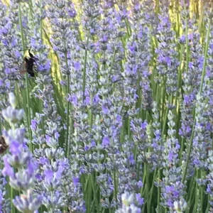 Provence Lavender Live Plant - French Lavender, Aromatic Herb, Zones 5-9, 1-8 Plants - Image 2