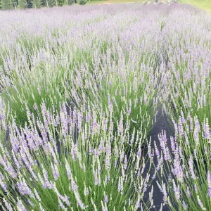 Provence Lavender Live Plant - French Lavender, Aromatic Herb, Zones 5-9, 1-8 Plants - Image 1