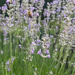 Provence Lavender Live Plant - French Lavender, Aromatic Herb, Zones 5-9, 1-8 Plants - Image 4