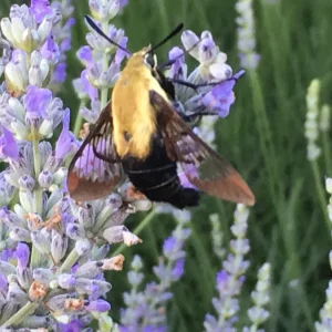 Provence Lavender Live Plant - French Lavender, Aromatic Herb, Zones 5-9, 1-8 Plants - Image 5