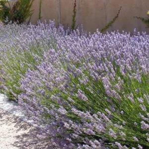 Provence Lavender Live Plant Plug - 3-6 inch Tall - Fragrant Purple Flowers Herb for Gardening - Image 4