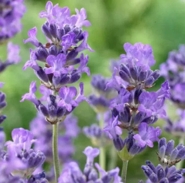Provence Lavender Live Plant Plug - Fragrant Purple Flowers