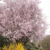 Prunus cerasifera 'Thundercloud' Plum Tree Live Plant - 2-3 ft Tall - Grafted - 3gal Pot - Image 1