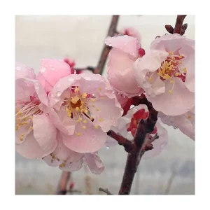 Prunus mume Bongo Apricot Tree - 2-3 Ft Tall Live Plant - Fragrant Flowers - 3 Gallon Pot - Image 1
