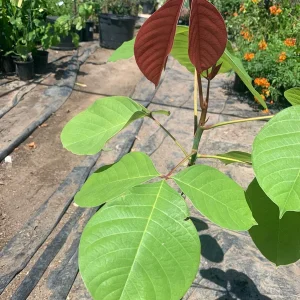 Pseudobombax Pink Live Plant – 1 ft Tall – 6 inch Pot – Tropical Tree - Image 2