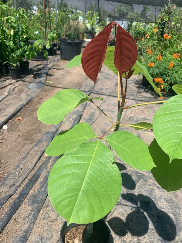 Pseudobombax Pink Live Plant – 1 ft Tall – 6 inch Pot – Tropical Tree - Image 2