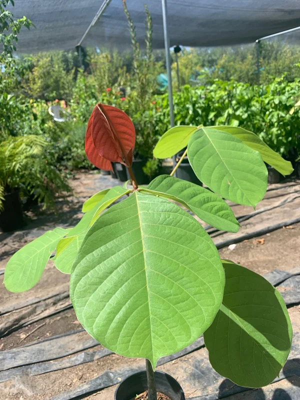 Pseudobombax Pink Live Plant – 1 ft Tall – 6 inch Pot – Tropical Tree - Image 3