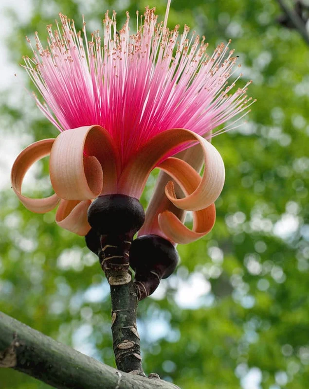 Pseudobombax Pink Live Plant – 1 ft Tall – 6 inch Pot – Tropical Tree - Image 1