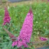 Pugster Pinker Butterfly Bush - Buddleia Live Plant - 4 inch Pot - Outdoor - Image 1