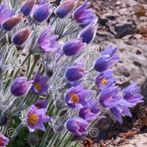 Pulsatilla vulgaris Violet Bellflower Seeds - 500 Seeds - Outdoor Perennial - Image 4
