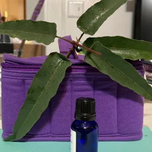 Pure Eucalyptus Essential Oil - Organic, Steam Distilled, 3.7ml & 14.7ml - Image 4