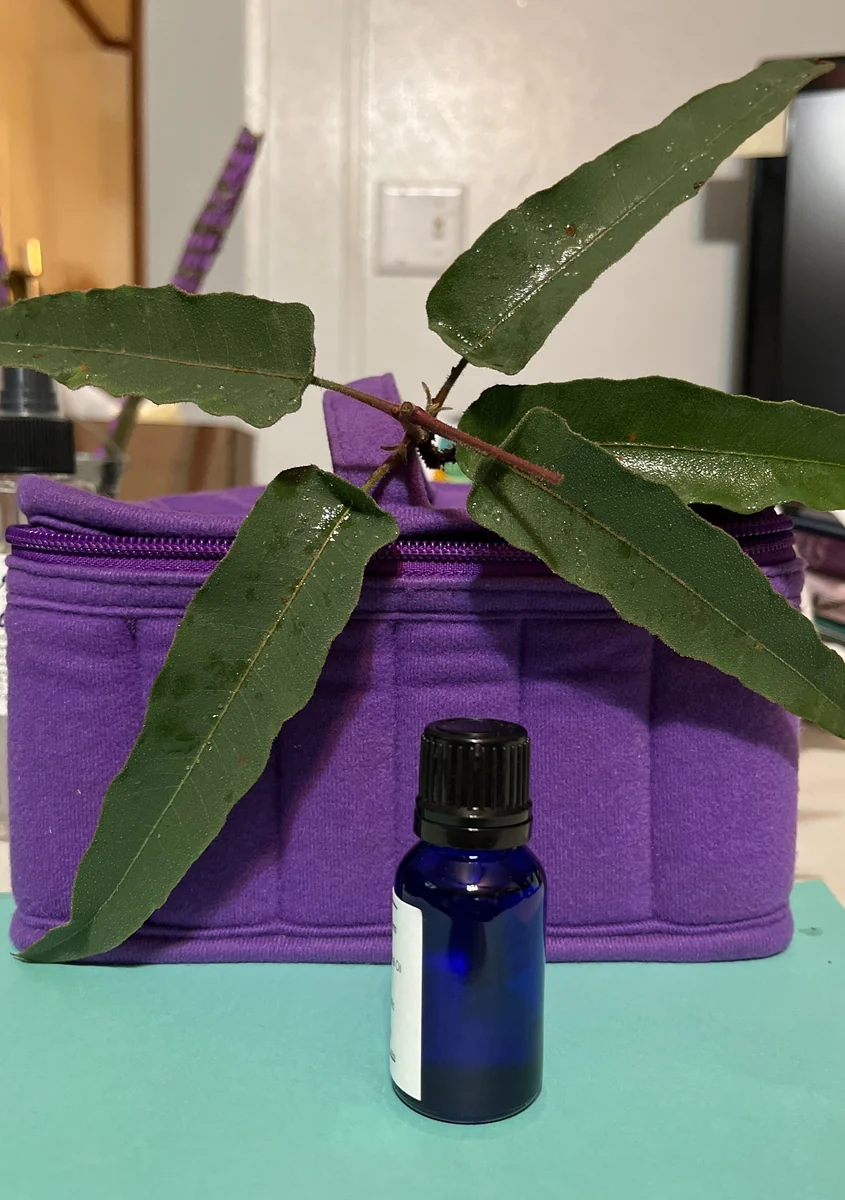 Pure Eucalyptus Essential Oil - Organic, Steam Distilled, 3.7ml & 14.7ml - Image 4