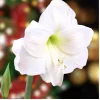 Pure White Dutch Amaryllis Bulb - Giant 30/32 cm, Indoor/Outdoor - Image 1