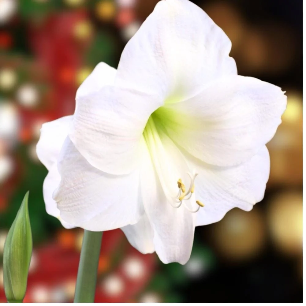 Pure White Dutch Amaryllis Bulb - Giant 30/32 cm, Indoor/Outdoor - Image 1