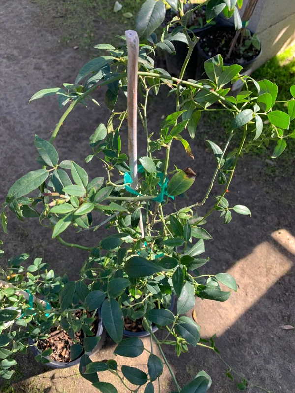 Purezza Rose (Rosa Banksiae 'Purezza') Live Plant - White Rambling Rose - 1 Gallon Pot - Image 2