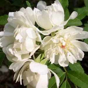 Purezza Rose (Rosa Banksiae 'Purezza') Live Plant - White Rambling Rose - 1 Gallon Pot - Image 1