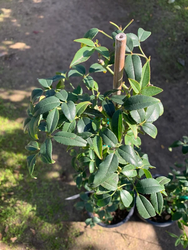 Purezza Rose (Rosa Banksiae 'Purezza') Live Plant - White Rambling Rose - 1 Gallon Pot - Image 3