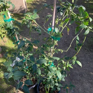 Purezza Rose (Rosa Banksiae 'Purezza') Live Plant - White Rambling Rose - 1 Gallon Pot - Image 4