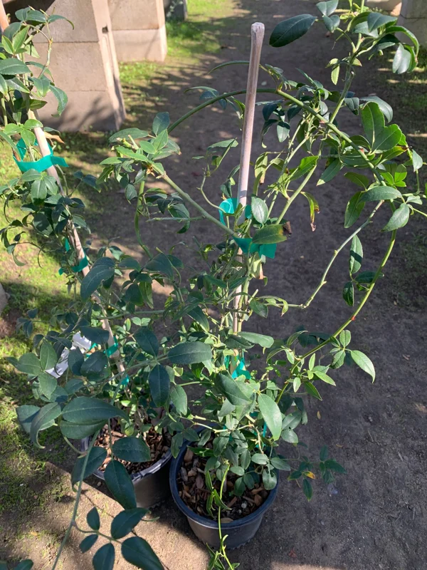 Purezza Rose (Rosa Banksiae 'Purezza') Live Plant - White Rambling Rose - 1 Gallon Pot - Image 4