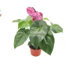 Purple Anthurium Live Plant – 6 inch Pot – Indoor Houseplant - Image 1