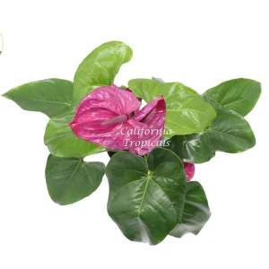 Purple Anthurium Live Plant – 6 inch Pot – Indoor Houseplant - Image 2
