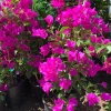 Purple Bougainvillea Live Plant – 1-2 ft Tall in 6" Pot – Outdoor Shrub - Image 1