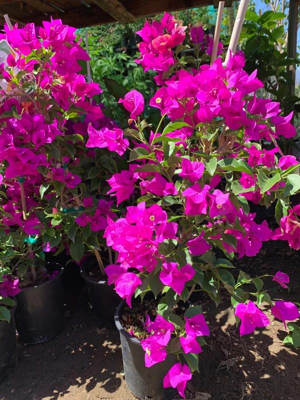 Purple Bougainvillea Live Plant – 1-2 ft Tall in 6" Pot – Outdoor Shrub - Image 1