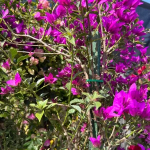 Purple Bougainvillea Live Plant – 3-4ft Tall on Stake, 3 Gallon Pot, Outdoor - Image 1