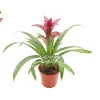 Purple Bromeliad Live Plant – 4 inch Potted Houseplant – Indoor Tropical - Image 1
