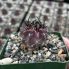 Purple Cactus Neochilenia Jussieui Live Plant - Rare Succulent in 3.5" Pot - Image 1