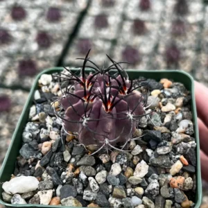 Purple Cactus Neochilenia Jussieui Live Plant - Rare Succulent in 3.5