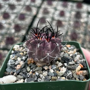 Purple Cactus Neochilenia Jussieui Live Plant - Rare Succulent in 3.5" Pot - Image 1