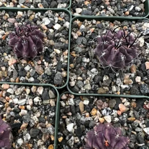 Purple Cactus Neochilenia Jussieui Live Plant - Rare Succulent in 3.5