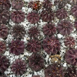 Purple Cactus Neochilenia Jussieui Live Plant - Rare Succulent in 3.5