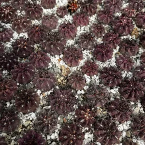 Purple Cactus Neochilenia Jussieui Live Plant - Rare Succulent in 3.5