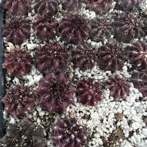 Purple Cactus Neochilenia Jussieui Live Plant - Rare Succulent in 3.5