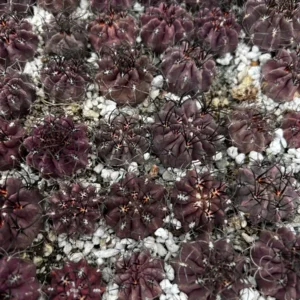 Purple Cactus Neochilenia Jussieui Live Plant - Rare Succulent in 3.5