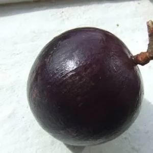 Purple Caimito Tree Live Plant – 5 Gallon Pot, 3 Feet Tall – Edible Fruit Tree - Image 2