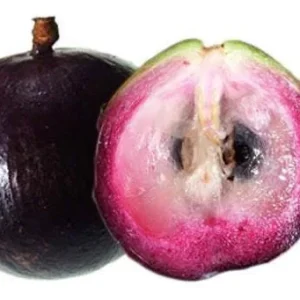 Purple Caimito Tree Live Plant – 5 Gallon Pot, 3 Feet Tall – Edible Fruit Tree - Image 4