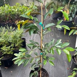 Purple Caimito Tree Live Plant – 5 Gallon Pot, 3 Feet Tall – Edible Fruit Tree - Image 5