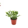 Purple Christmas Cactus Live Plant - 4 inch Potted Holiday Cactus - Image 1