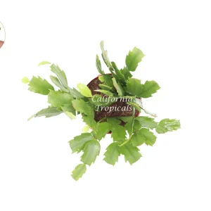 Purple Christmas Cactus Live Plant - 4 inch Potted Holiday Cactus - Image 2