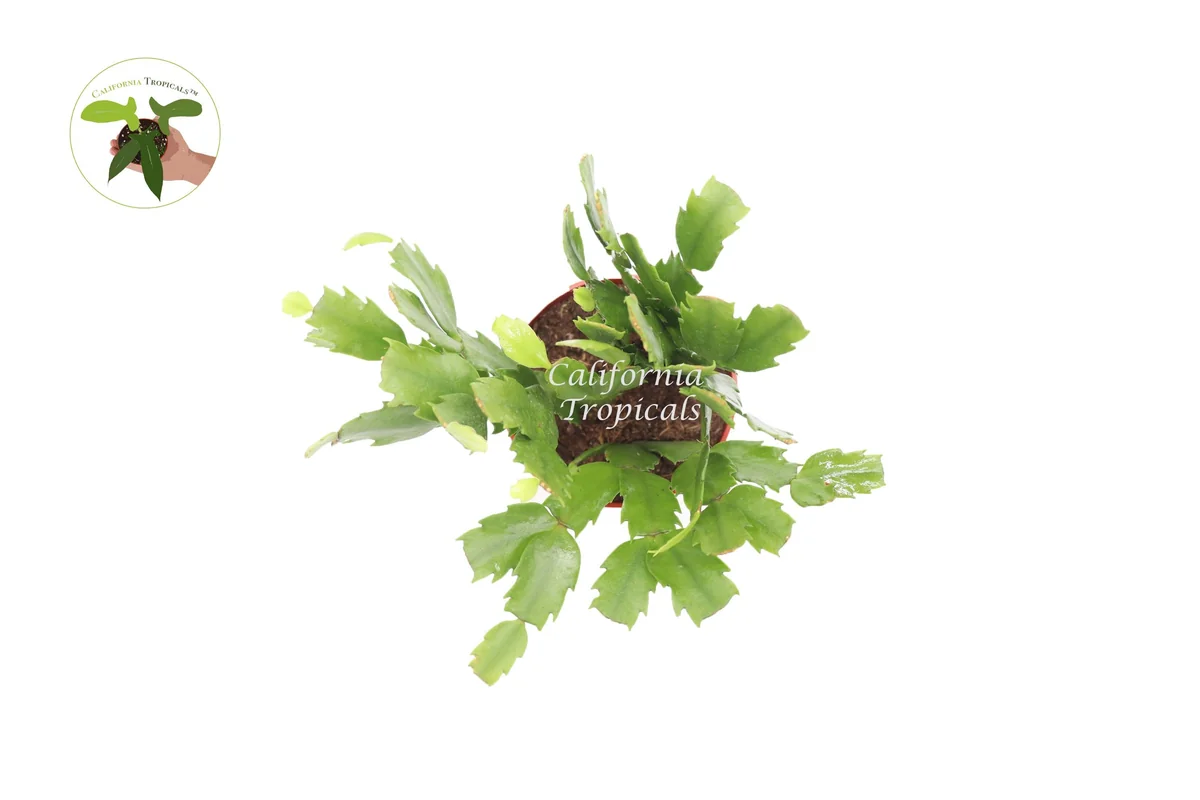 Purple Christmas Cactus Live Plant - 4 inch Potted Holiday Cactus - Image 2