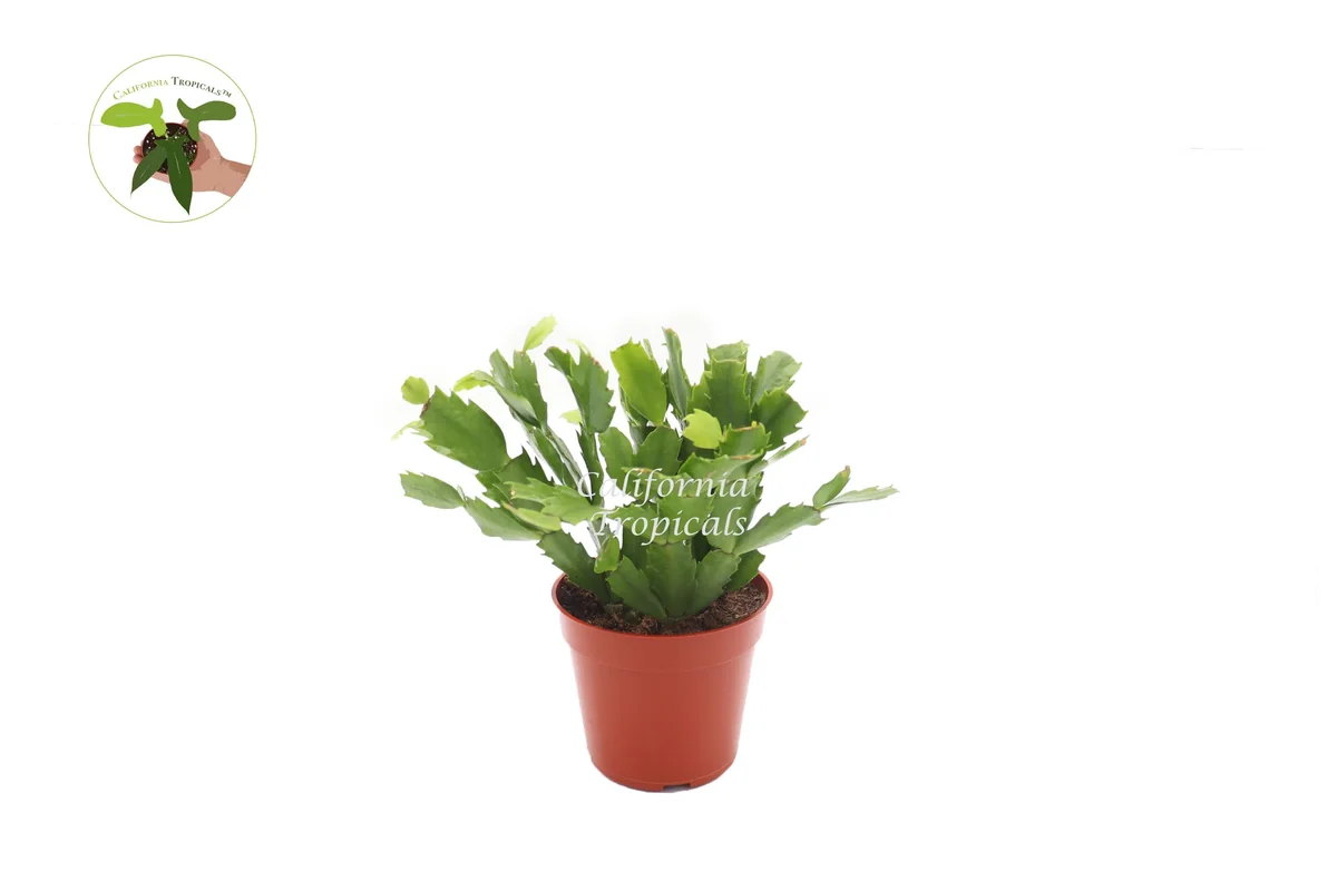 Purple Christmas Cactus Live Plant - 4 inch Potted Holiday Cactus - Image 1