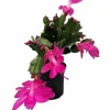 Purple Christmas Cactus Live Plant – Zygocactus – 4 inch Pot – Houseplant - Image 1