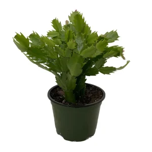 Purple Christmas Cactus Live Plant – Zygocactus – 4 inch Pot – Houseplant - Image 3