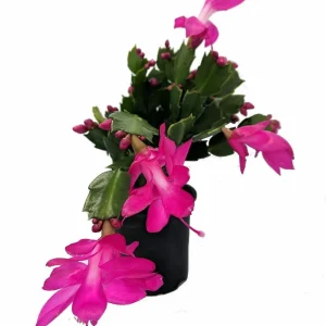Purple Christmas Cactus Live Plant – Zygocactus – 4 inch Pot – Houseplant - Image 1
