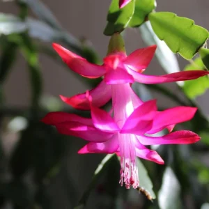 Purple Christmas Cactus Live Plant – Zygocactus – 4 inch Pot – Houseplant - Image 4