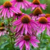 Purple Coneflower Kim's Knee High Bare Root - 50 Per Bundle - Outdoor Perennial - Image 1